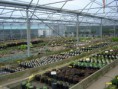 /album/galerie-de-photos-diaporama-des-entreprises-horticoles/vivaces-1-jpg/